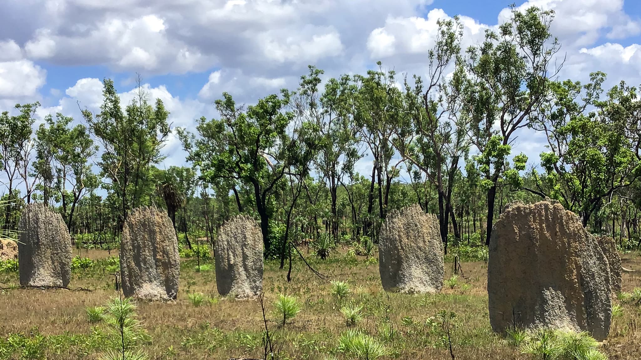 Living and Breathing Kungarakany language project